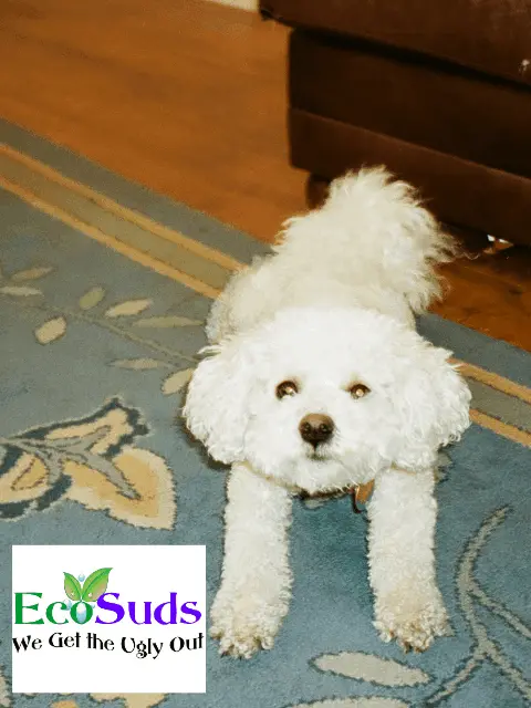 Dog on Oriental Rug to go to Ecosuds Area Rug Cleaning Burlington Ontario